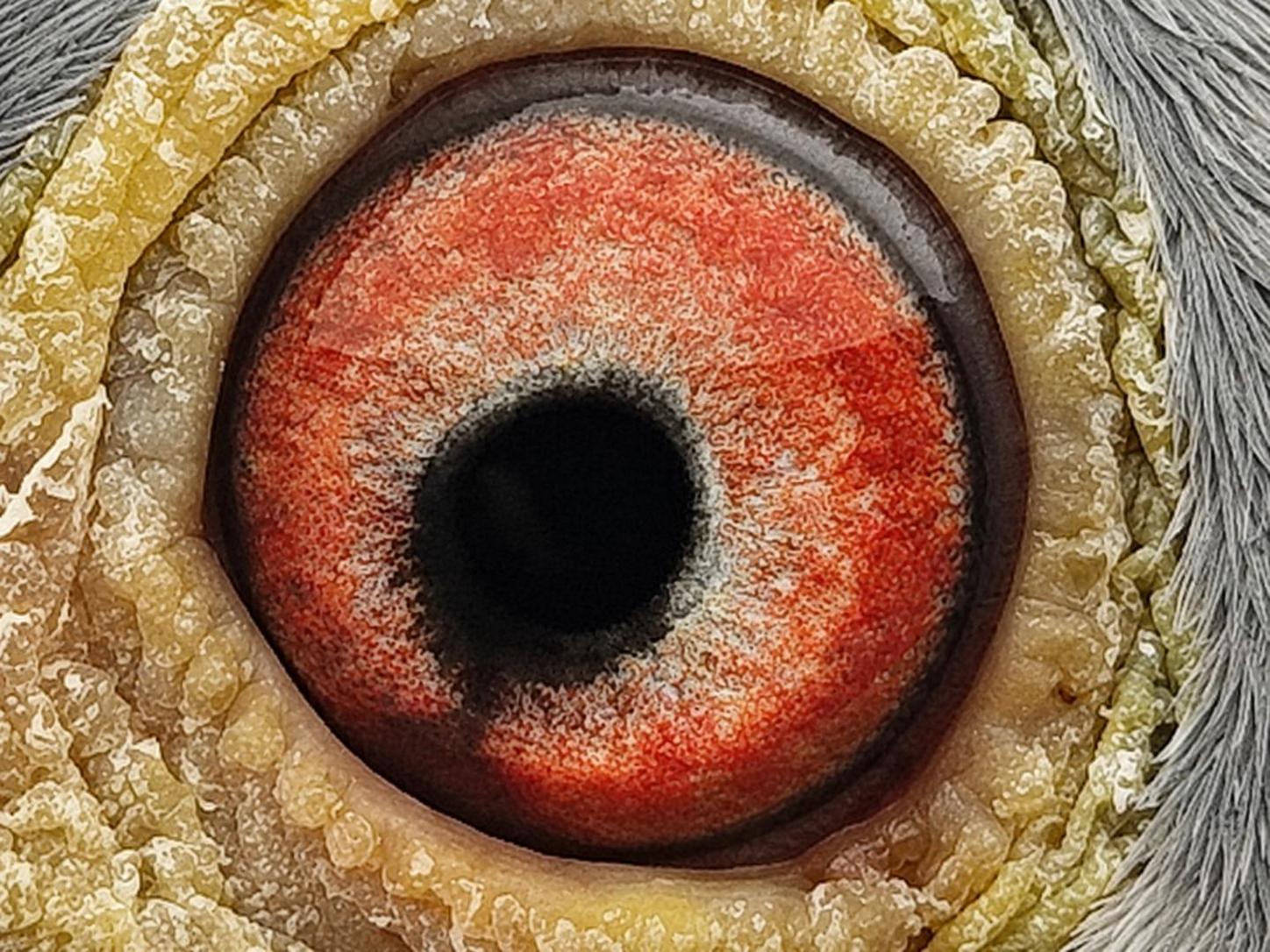 Pigeon eye
